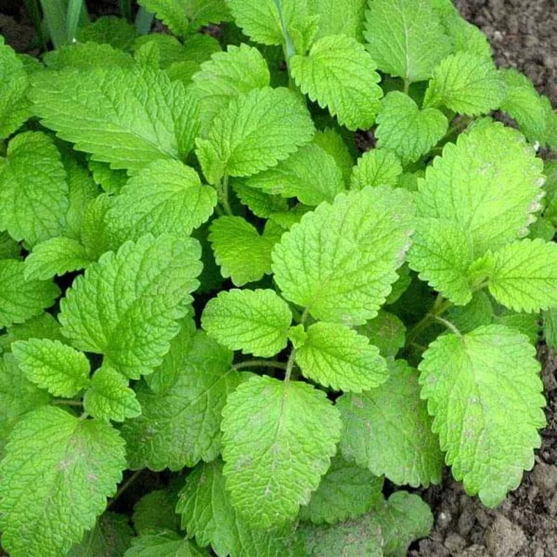 lemon-balm-herb-seeds Lemon Balm – Herb Seeds