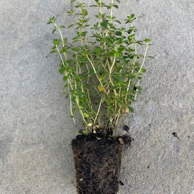 lemon-thyme-2-plant Lemon Thyme 2″ plant