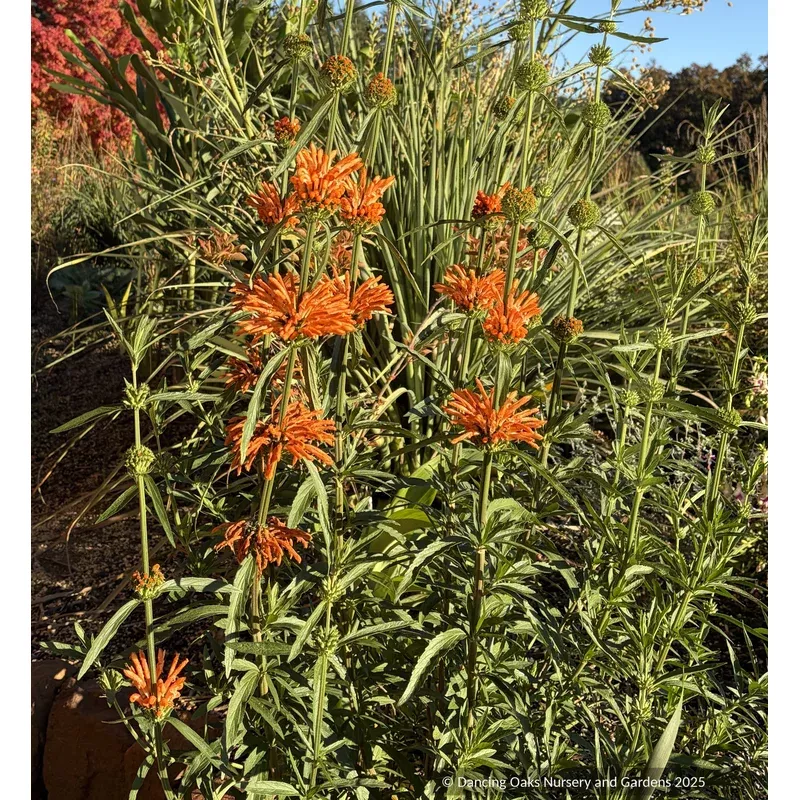 leonotis-leonurus-lion-s-ear-wild-dagga Leonotis leonurus Lion’s Ear Wild Dagga
