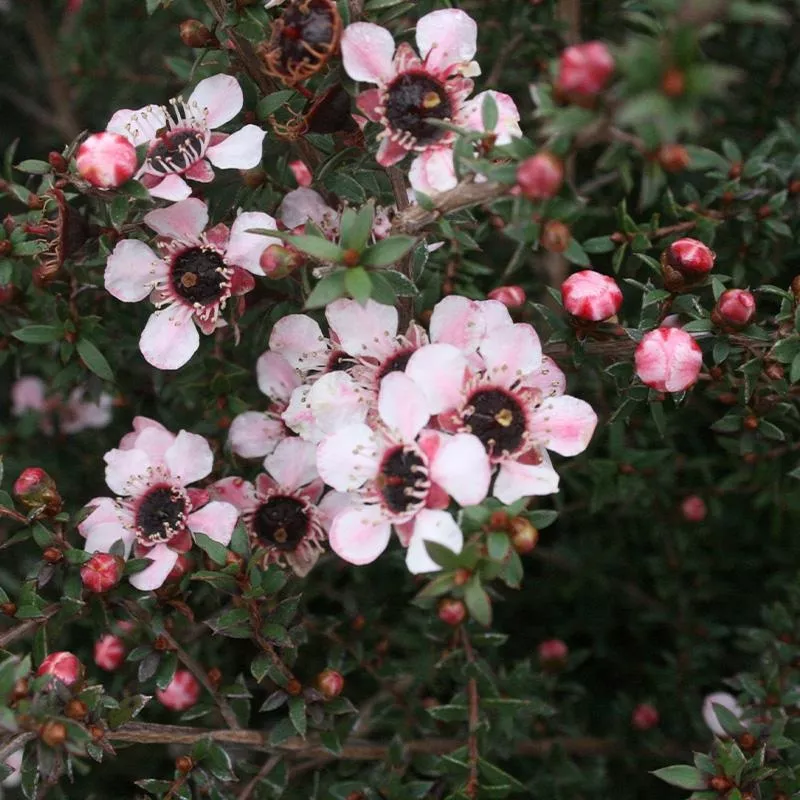 leptospermum-tui-2-5l Leptospermum Tui – 2.5L