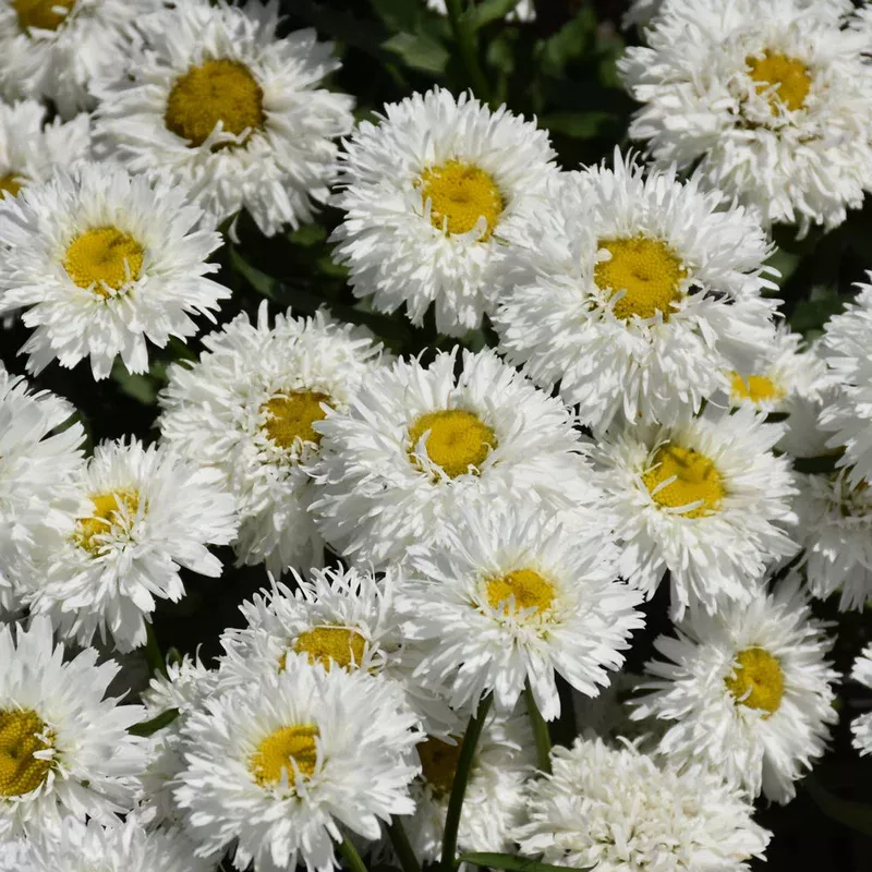 leucanthemuim-laspider LEUCANTHEMUIM LASPIDER