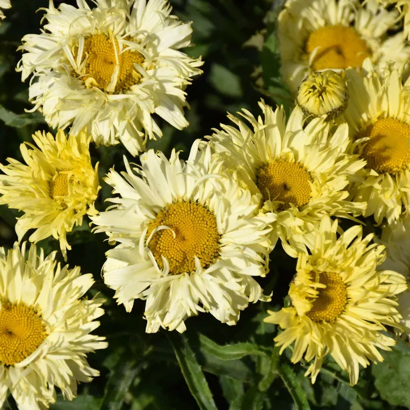 leucanthemum-goldfinch LEUCANTHEMUM GOLDFINCH