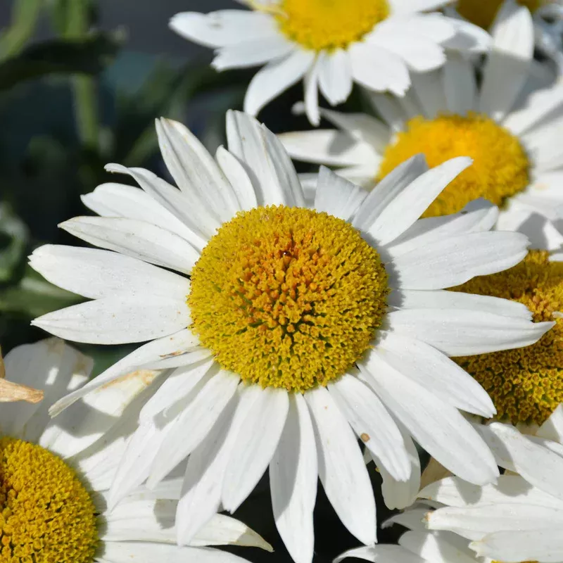 leucanthemum-madonna LEUCANTHEMUM MADONNA