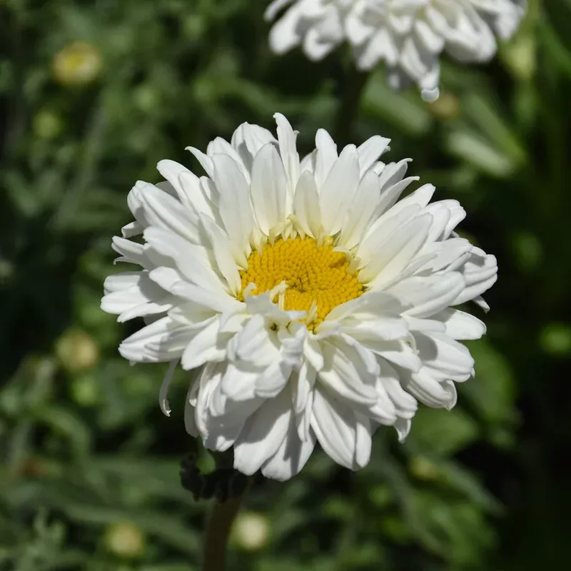 leucanthemum-victorian-secret LEUCANTHEMUM VICTORIAN SECRET