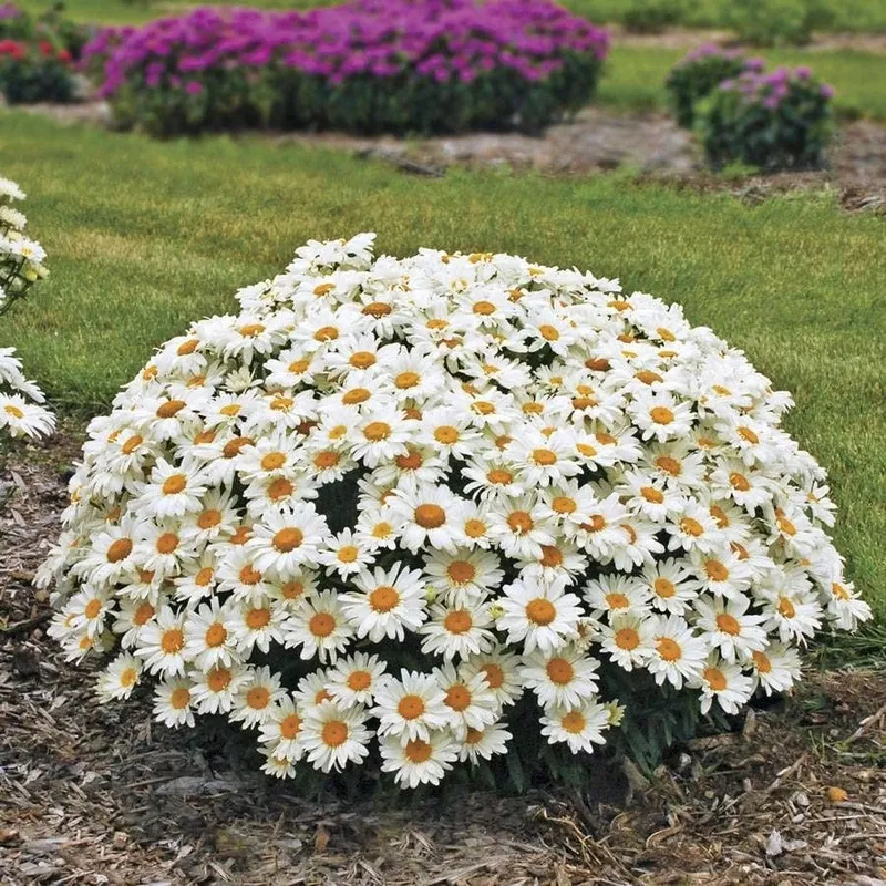 leucanthemum-whoops-daisy Leucanthemum ‘Whoops-a-Daisy’