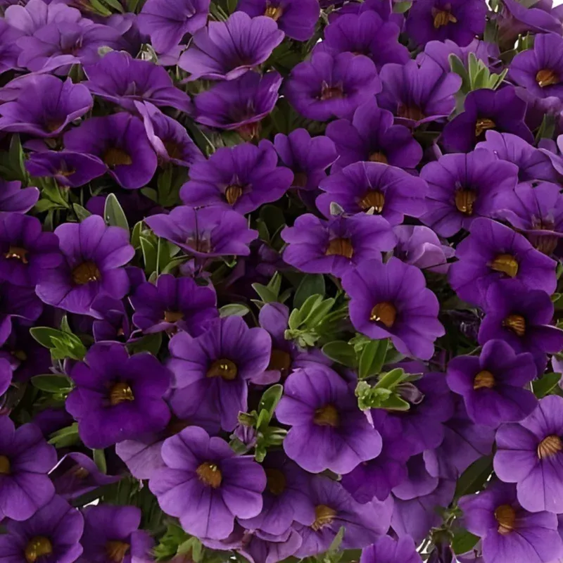 lia-blue-calibrachoa Lia Blue Calibrachoa