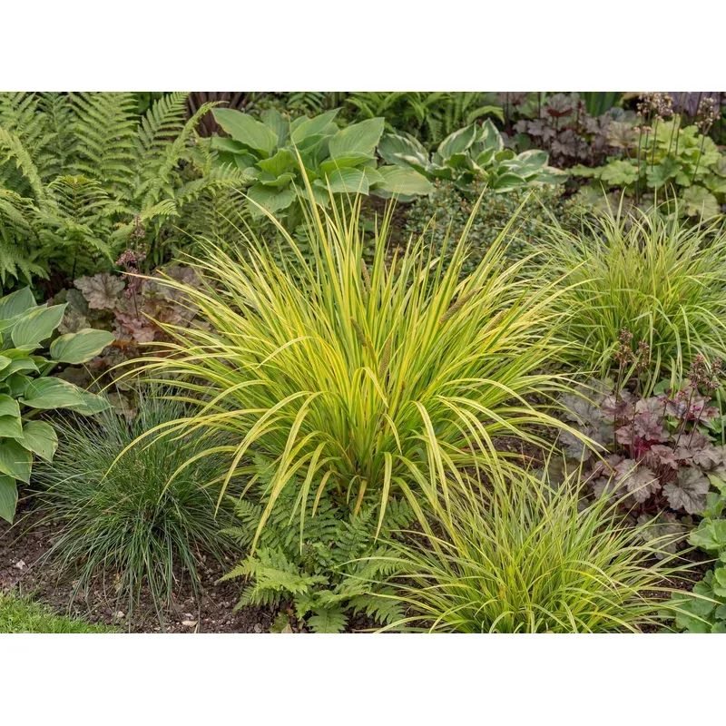licorice-acorus Licorice Acorus