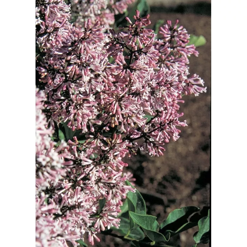 lilac-tinkerbelle-std-4-stem-7gal Lilac Tinkerbelle Std. – 4 Stem 7Gal