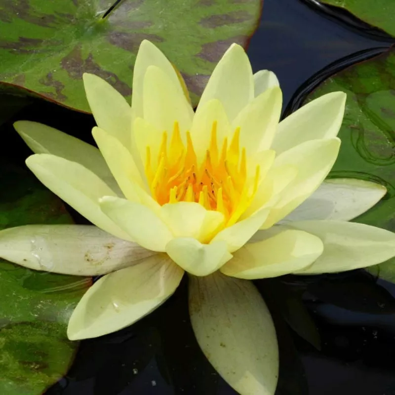 lily-nymphaea-marliacea-chromatella Lily, Nymphaea ‘Marliacea Chromatella’