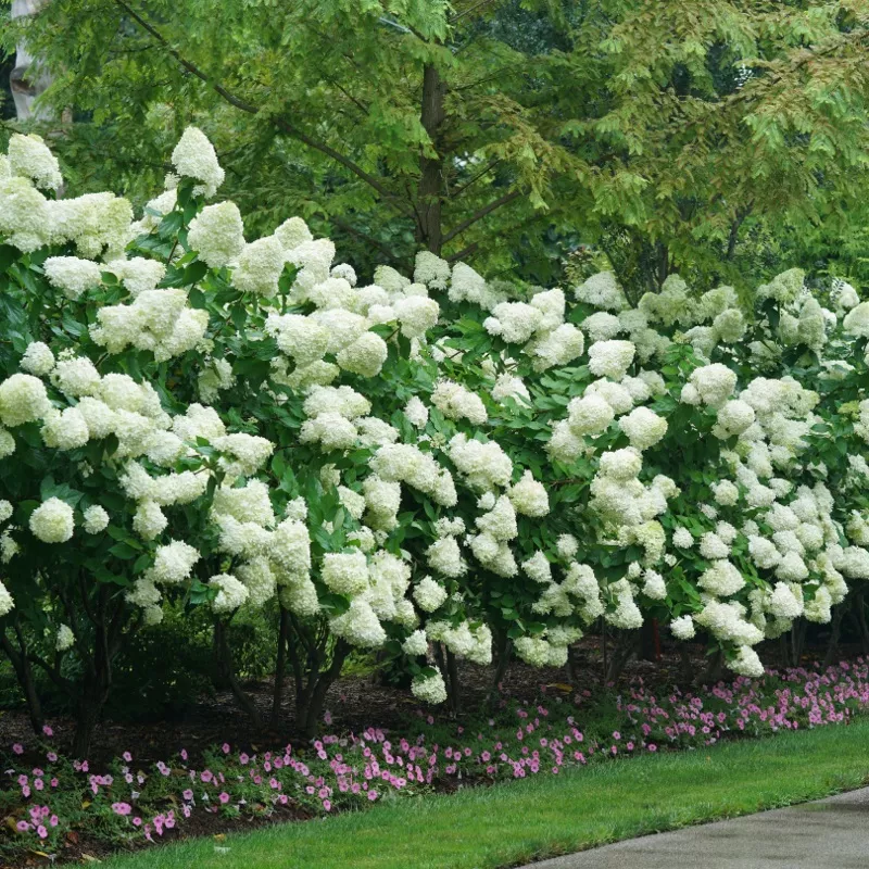 limelight-panicle-hydrangea ‘Limelight’ Panicle Hydrangea