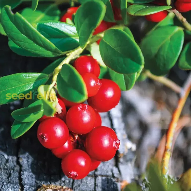 lingonberry-seeds-planting-fresh-homegrown-berry-bush Lingonberry Seeds for Planting – Fresh Homegrown Berry Bush