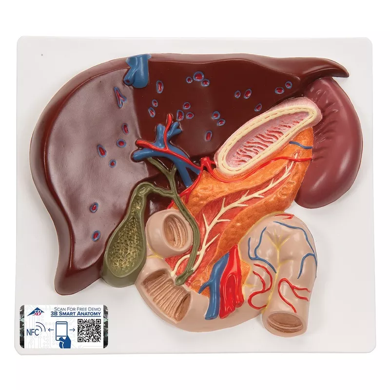 liver-model-with-gall-bladder-pancreas-duodenum Liver Model with Gall Bladder, Pancreas and Duodenum