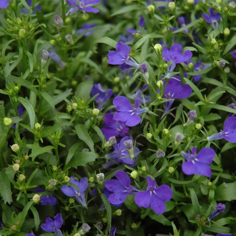lobelia-trailing Lobelia Trailing