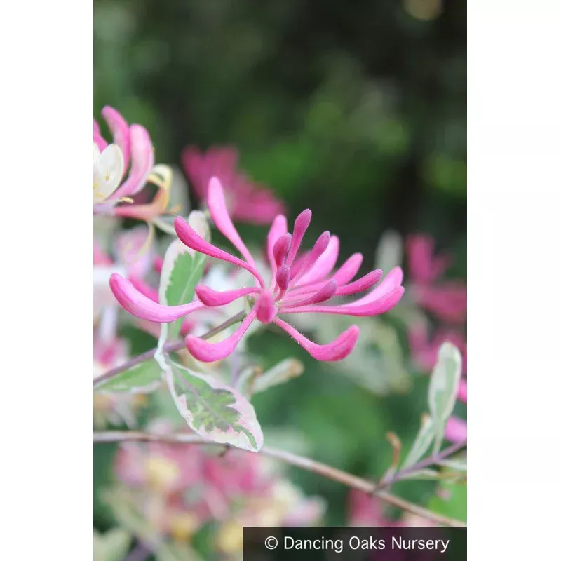 lonicera-x-italica-sherlite-harlequin-variegated-honeysuckle Lonicera x italica ‘Sherlite’ Harlequin Variegated Honeysuckle