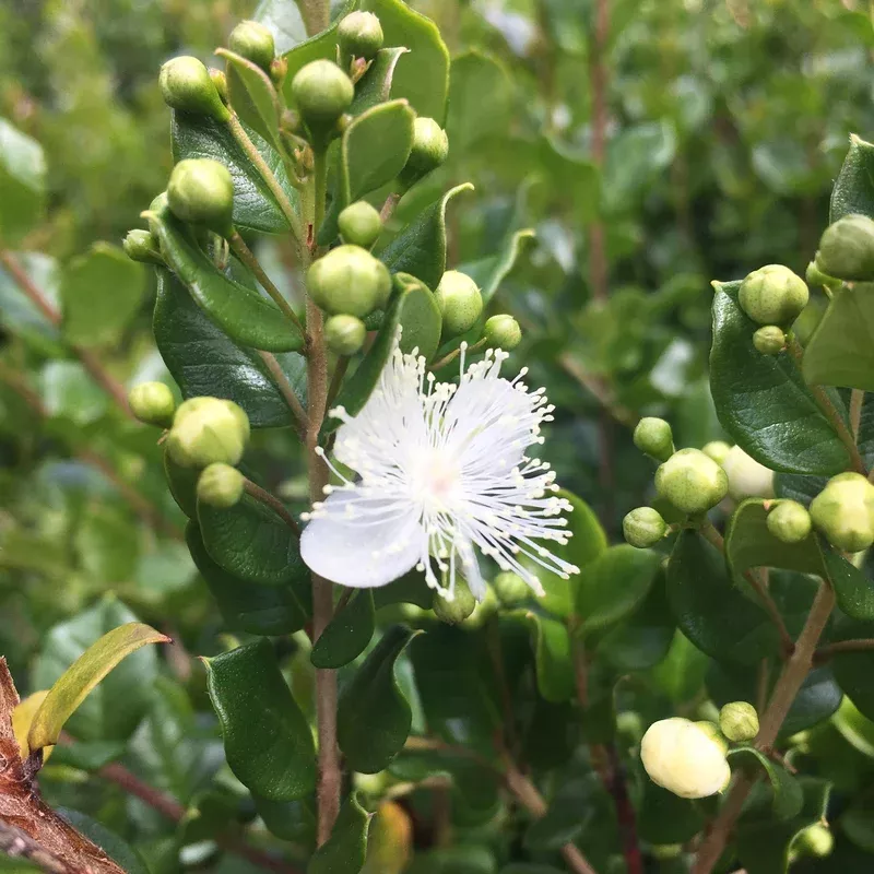 luma-apiculata-chilean-myrtle Luma apiculata Chilean Myrtle