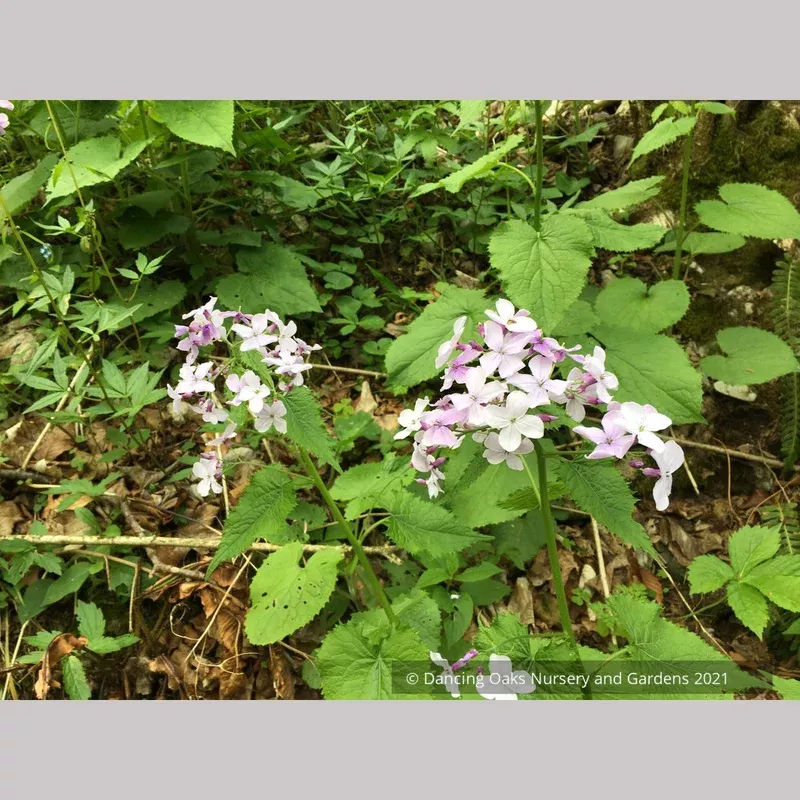 Lunaria rediviva Perennial Honesty