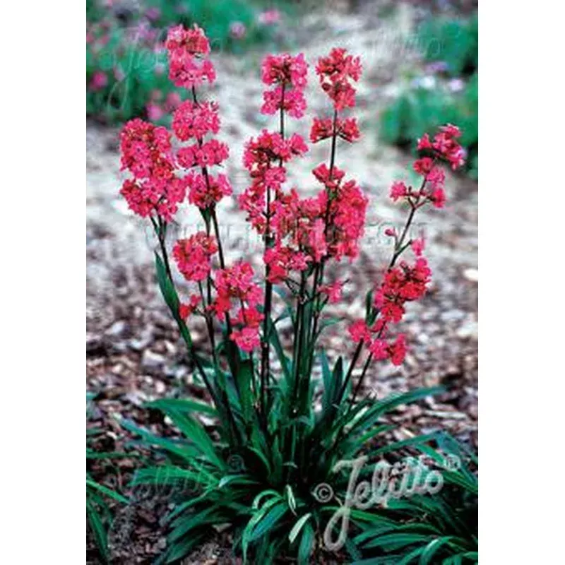 lychnis-syn-silene-viscaria-feuer-firebird-catchfly Lychnis (syn. Silene) viscaria ‘Feuer’ Firebird Catchfly