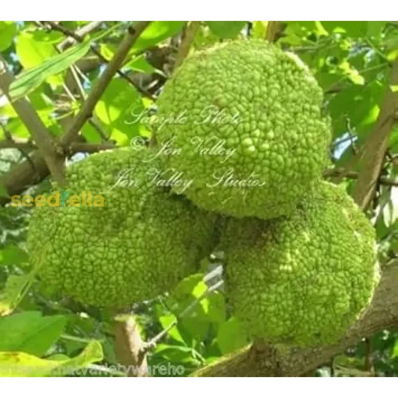 maclura-fruit-seeds-planting-guide-tips-successful-growth Maclura Fruit Seeds Planting Guide: Tips for Successful Growth