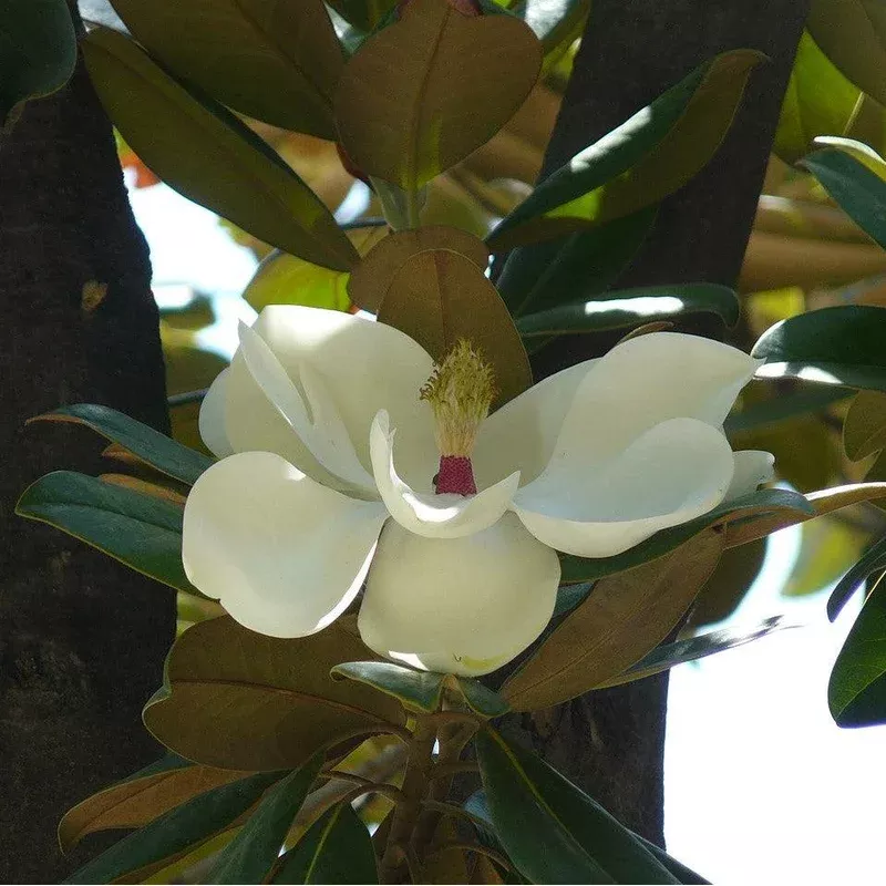 Magnolia grandiflora ‘Hasse’ ~ Hasse Southern Magnolia