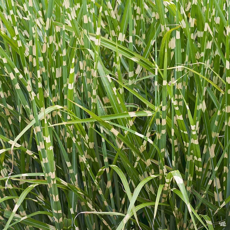 maiden-grass-bandwidth Maiden Grass ‘Bandwidth’