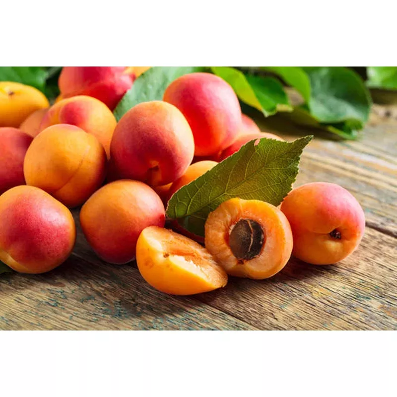 manchurian-apricot-tree-prunus-mandshurica-fruit-tree-flowering-seeds Manchurian Apricot Tree (Prunus mandshurica) Fruit Tree Flowering Seeds