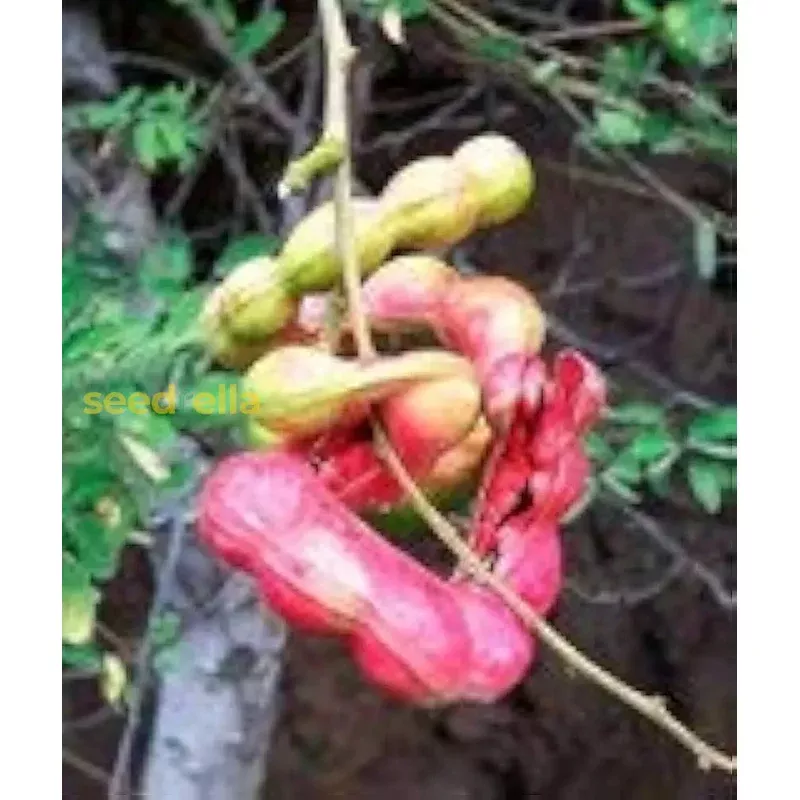 Manila Tamarind Tree Planting Seeds for Home Gardens
