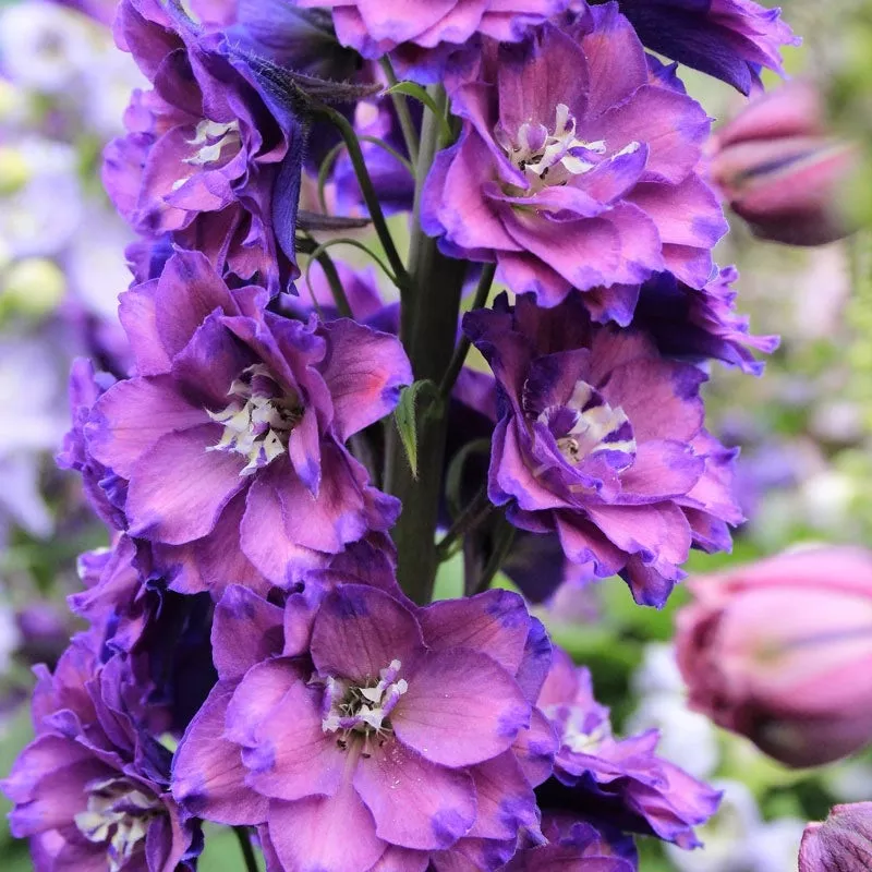 marble-delight-delphinium Marble Delight Delphinium