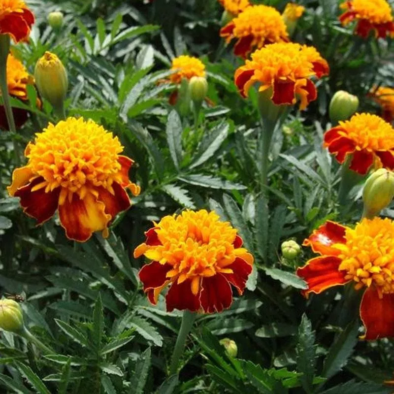 marigold-dwarf-red-yellow-flower-punnet Marigold Dwarf Red Yellow Flower Punnet