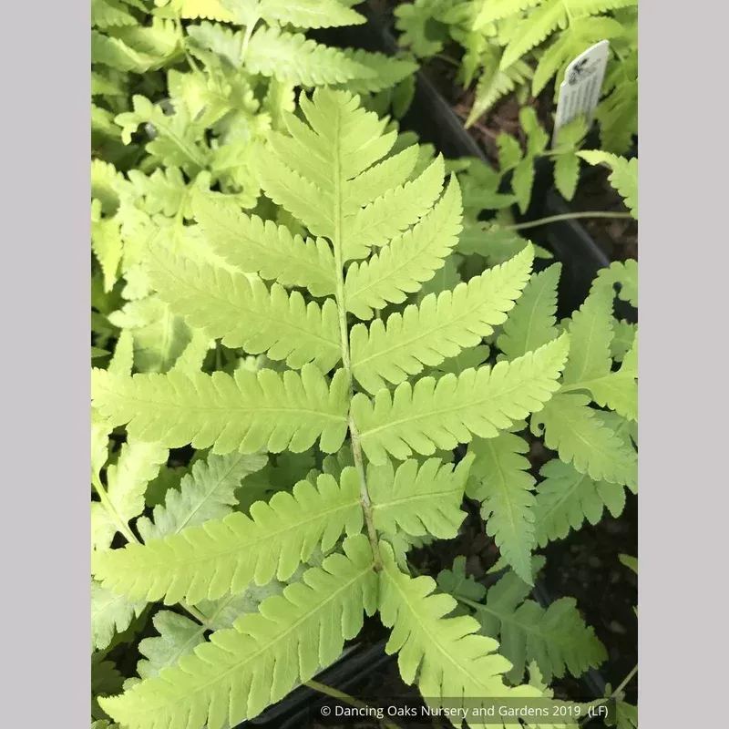 Matteuccia orientalis Oriental Ostrich Fern