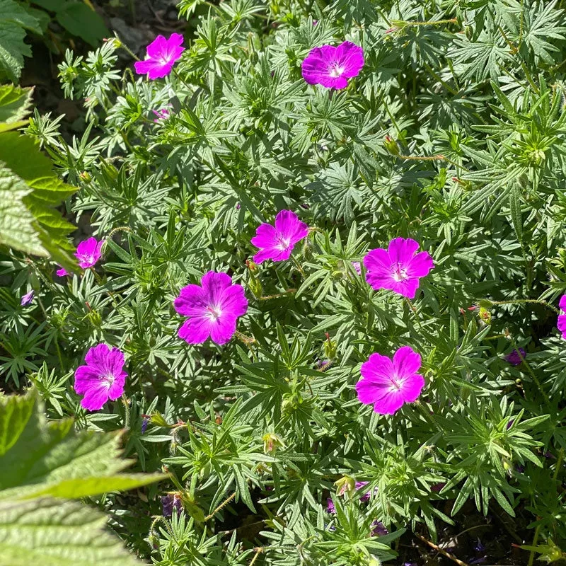 max-frei-bloody-cranesbill-geranium ‘Max Frei’ Bloody Cranesbill (Geranium)