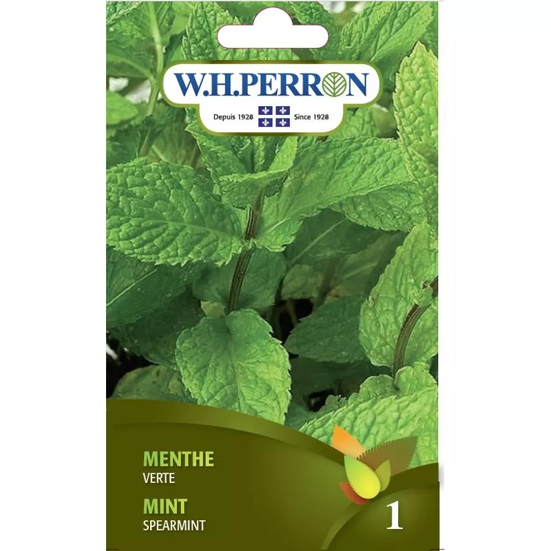 menthe-verte-semences Menthe ‘Verte’ – Semences
