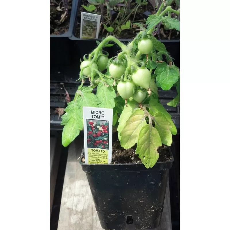 micro-tom-tomato-seeds-500-dwarf-tomato-seeds Micro Tom Tomato Seeds 500 Dwarf Tomato Seeds