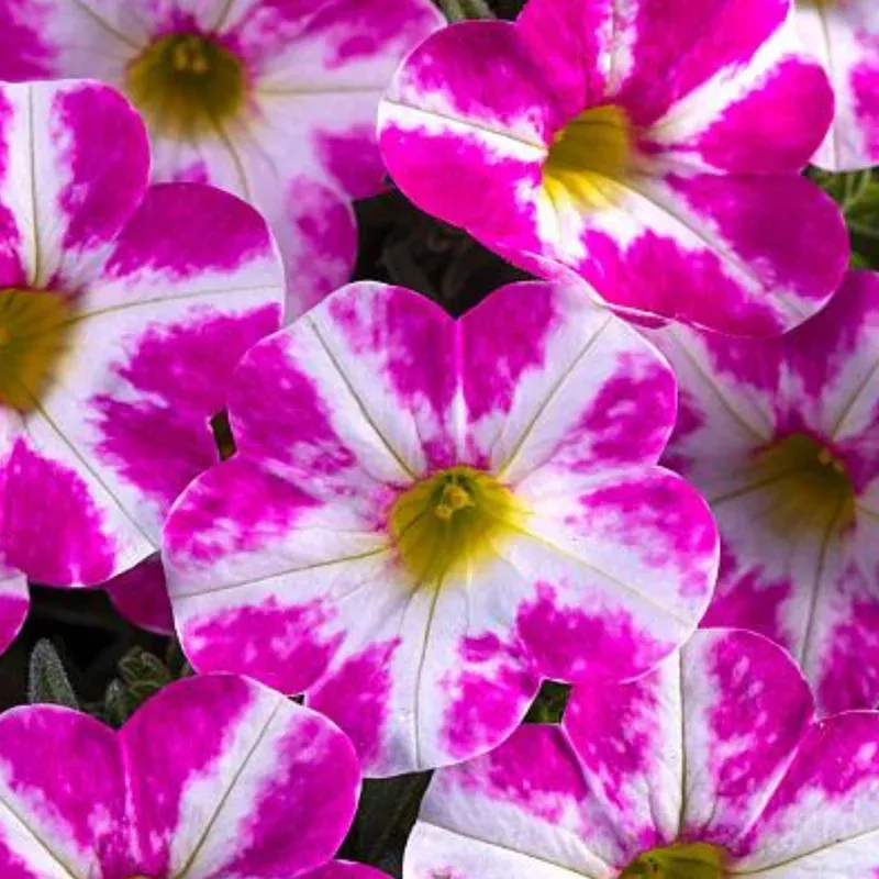 milky-pink-calibrachoa-candy-shop Milky Pink Calibrachoa Candy Shop