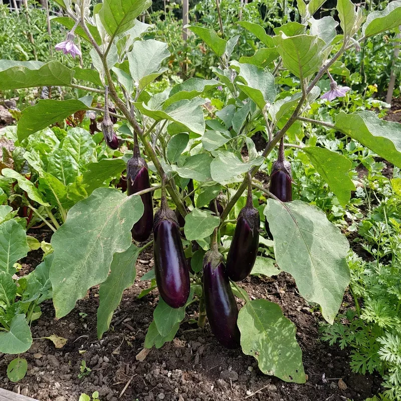 millionaire-purple-eggplant-seeds-planting-grow-delicious-eggplants-in-your-gard Millionaire Purple Eggplant Seeds for Planting Grow Delicious Eggplants in Your Garden