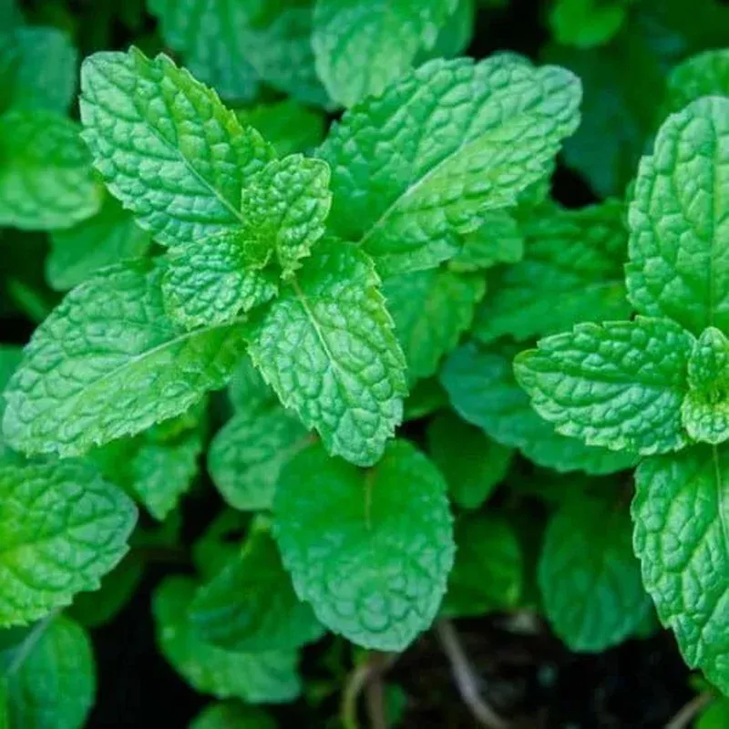 mint-mentha-seeds-planting-fresh-herb-gardens Mint Mentha Seeds for Planting Fresh Herb Gardens