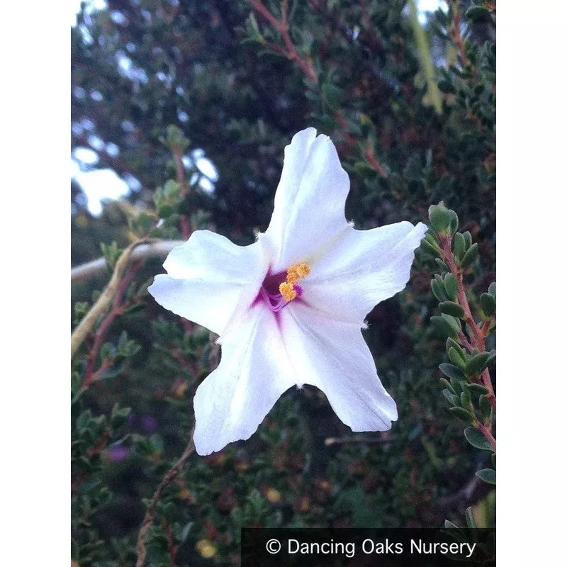 mirabilis-longiflora-sweet-four-o-clock Mirabilis longiflora Sweet Four O’Clock