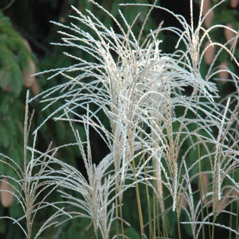miscanthus-graziella MISCANTHUS GRAZIELLA