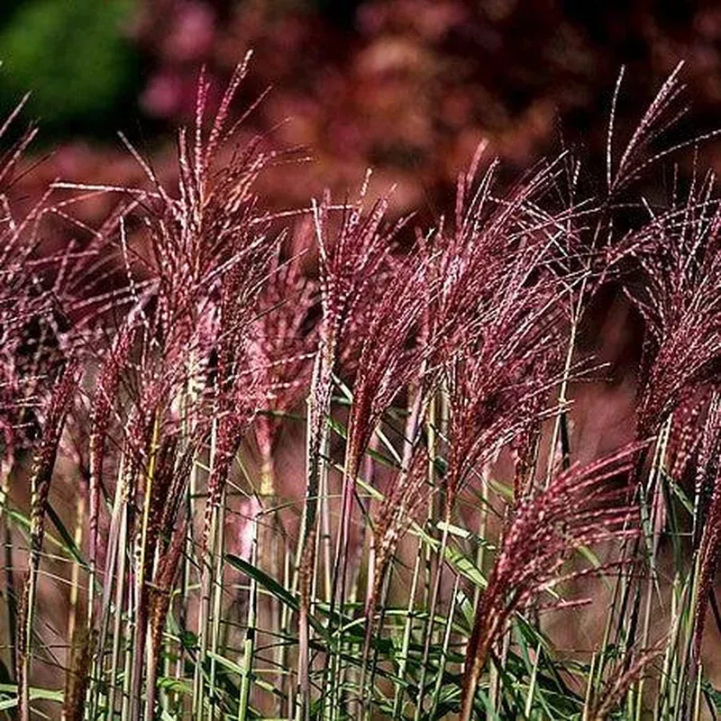 miscanthus-sinensis-empmis01-pp-30802-monrovia-red-cloud-maiden-grass Miscanthus sinensis ‘EMPMIS01’ PP #30802 ~ Monrovia Red Cloud Maiden Grass