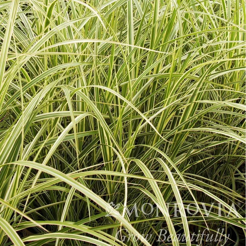 miscanthus-sinensis-variegatus-monrovia-variegated-maiden-grass Miscanthus sinensis ‘Variegatus’ ~ Monrovia Variegated Maiden Grass