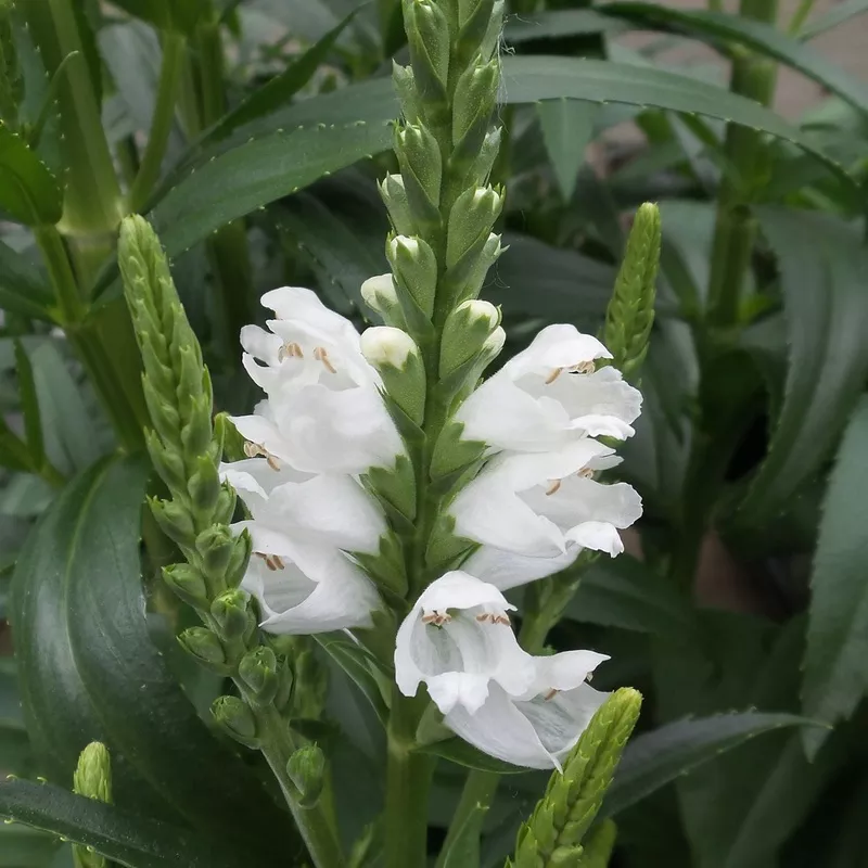 miss-manners-obedient-plant-physostegia ‘Miss Manners’ Obedient Plant (Physostegia)