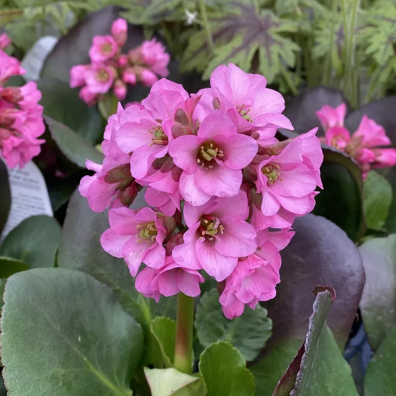 miss-piggy-pigsqueak-bergenia ‘Miss Piggy’ Pigsqueak (Bergenia)