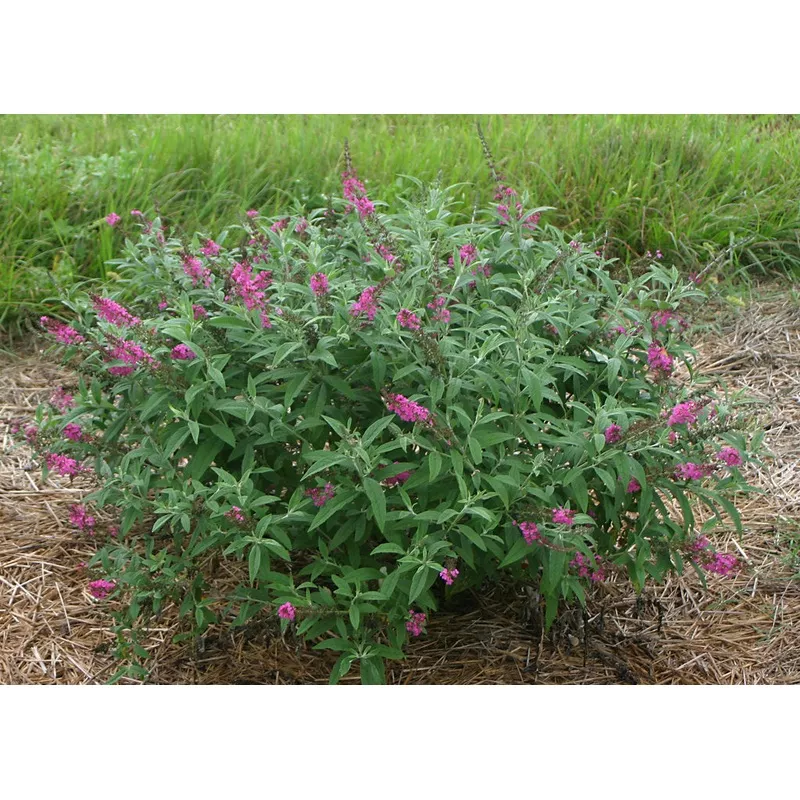 miss-ruby-butterfly-bush-buddleia-davidii-miss-ruby-2-gallon-potted-shrub Miss Ruby Butterfly Bush (Buddleia davidii ‘Miss Ruby’) – 2 Gallon Potted Shrub