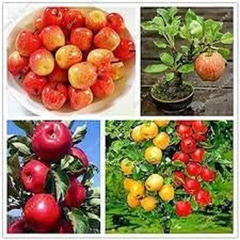 mixed-apple-fruit-seeds-planting-grow-your-own-apple-trees Mixed Apple Fruit Seeds for Planting – Grow Your Own Apple Trees