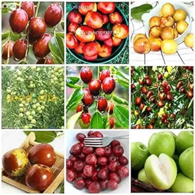 mixed-jujube-fruit-seeds-planting Mixed Jujube Fruit Seeds for Planting