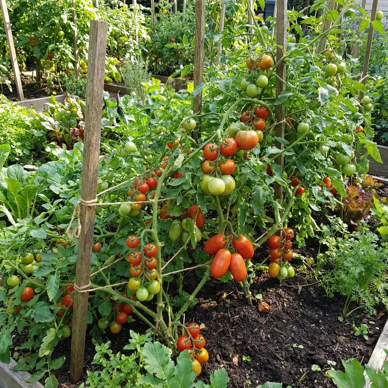 mixed-tomato-planting-seeds-collection Mixed Tomato Planting Seeds Collection