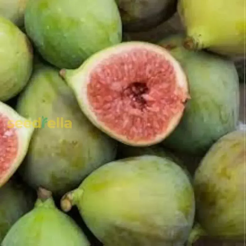 Mixed Vasilika Aspra Planting Seeds for Fruit Cultivation