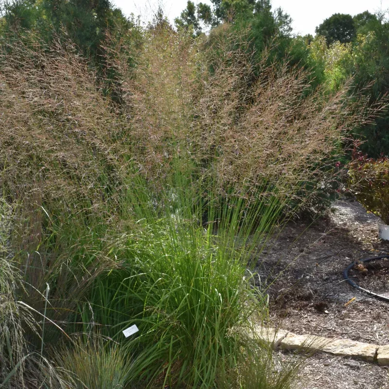 molinia-skyracer MOLINIA SKYRACER