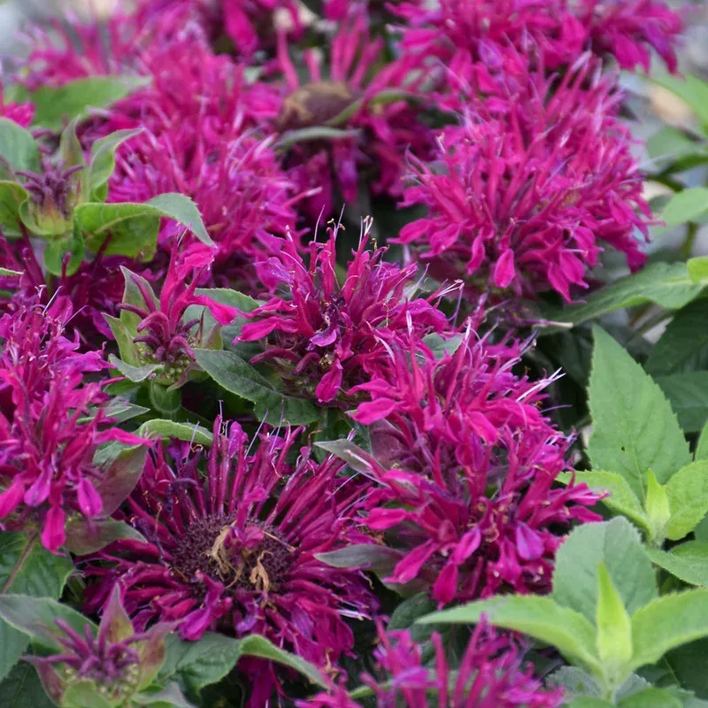 monarda-balmy-purple MONARDA BALMY PURPLE