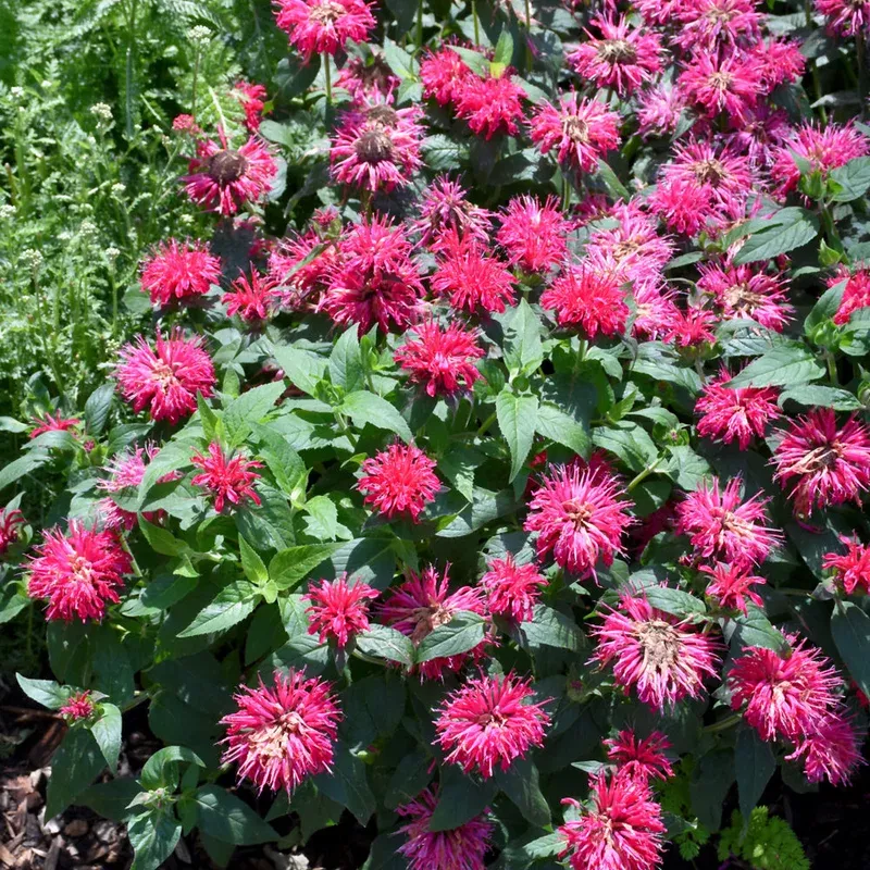 monarda-balmy-rose MONARDA BALMY ROSE