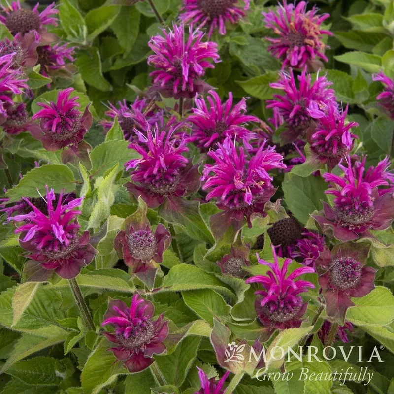 monarda-bee-free-monrovia-bee-you-bee-free-bee-balm Monarda ‘Bee-Free’ ~ Monrovia Bee-You Bee-Free Bee Balm